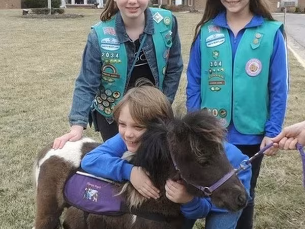 Ձի, Miniature horse