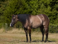 Caballo, Quarter Horse — foto 2