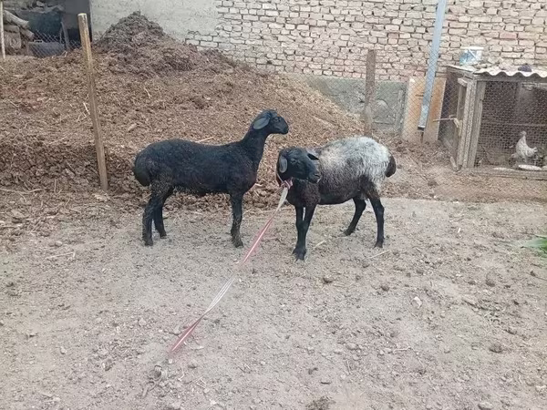 Oveja, Ovejas