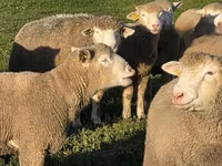 كبش, Ile-de-France sheep — الصورة 3