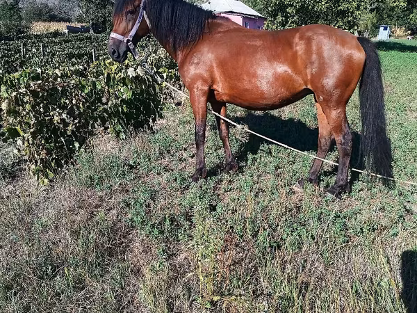 Mare, Horses