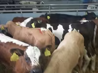 公牛, Simmental cattle — 照片 3