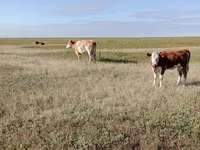 Cow, Simmental cattle — photo 5