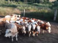सांड, Simmental cattle — फ़ोटो 3