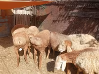 Խոյ, Rhon sheep — լուսանկար 3