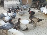 pato criollo doméstico — foto 2