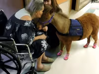 母马, Miniature horse — 照片 3