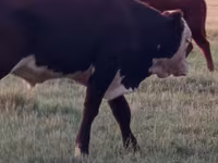सांड, कजाख़स्तानी सफेद सिर वाली गाय — फ़ोटो 8