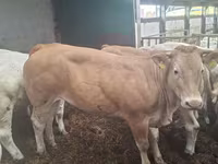 بقرة, Blonde d’Aquitane cattle — الصورة 5