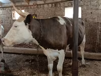 Vaca, Simmental cattle — foto 4
