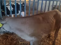 Ցուլ, Simmental cattle — լուսանկար 2
