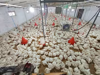 Chickens — Foto 1