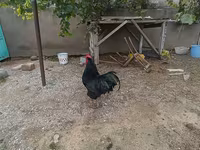 Chickens — Foto 4