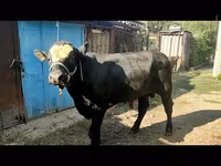 Ցուլ, Աբերդին-անգուսյան — լուսանկար 2
