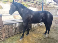 Cavalo, Friesian sport horse — foto 1
