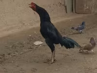 Chickens — Foto 3