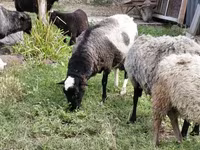 Ոչխար, Romanov sheep — լուսանկար 6