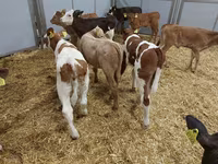 Կով, Simmental cattle — լուսանկար 4