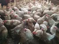 Chickens — Foto 1