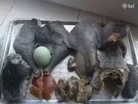 Ayam Cemani — Foto 2