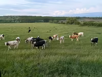 Kuh, Russian Black pied cattle — Foto 3