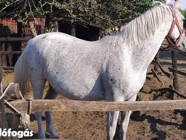 فرس, Lipizzaner