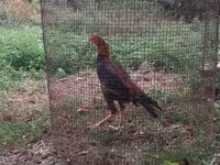 Chickens — Foto 2