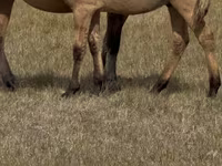 Cavalo, Bashkir horse — foto 5