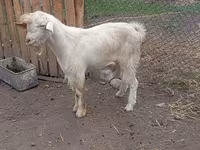 Ziegenbock, Saanen goat — Foto 4