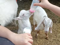 Cabro, Nubian Goat — foto 3