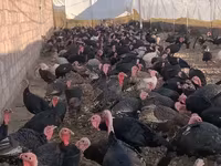 Turkeys — լուսանկար 1