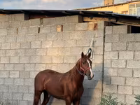 घोड़ा, Friesian sport horse — फ़ोटो 2