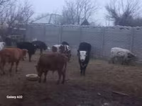 公牛, Cattle — 照片 2