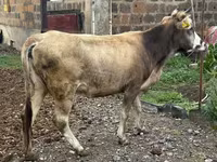 Vaca, Ganado vacuno — foto 2
