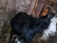 Էգ այծ, Kamori goats — լուսանկար 2