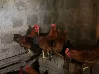 Chickens — Foto 1