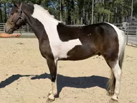 Ձի, American paint horse — լուսանկար 2