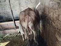 Cow, Cattle — photo 4