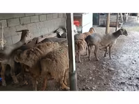 نعجة, الأغنام — الصورة 3