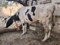 Сиыр, Голштин тұқымы — 5-сурет