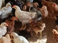 Chickens — Foto 3