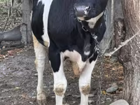 ثور, Russian Black pied cattle — الصورة 2
