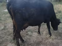 母牛, Red Polled Cow — 照片 3