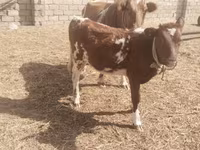 Cow, Simmental cattle — photo 2