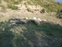 Ram, Sheep — photo 5