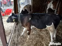 Ցուլ, Simmental cattle — լուսանկար 2