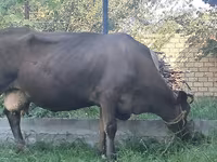 Уй, Швиц породу — сүрөт 3