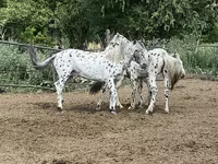 Hengst, Mugalzhar horse — Foto 7