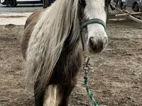 Cavalo, Gypsy horse — foto 6