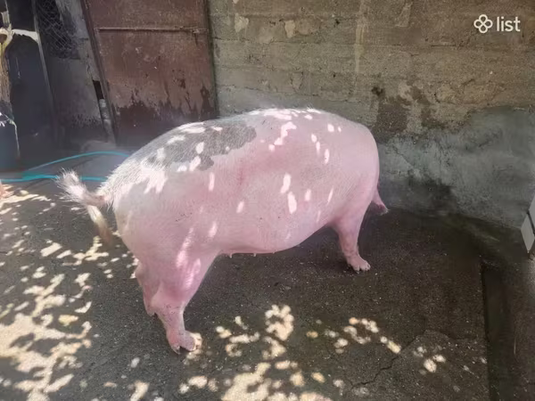Säue, Schweine